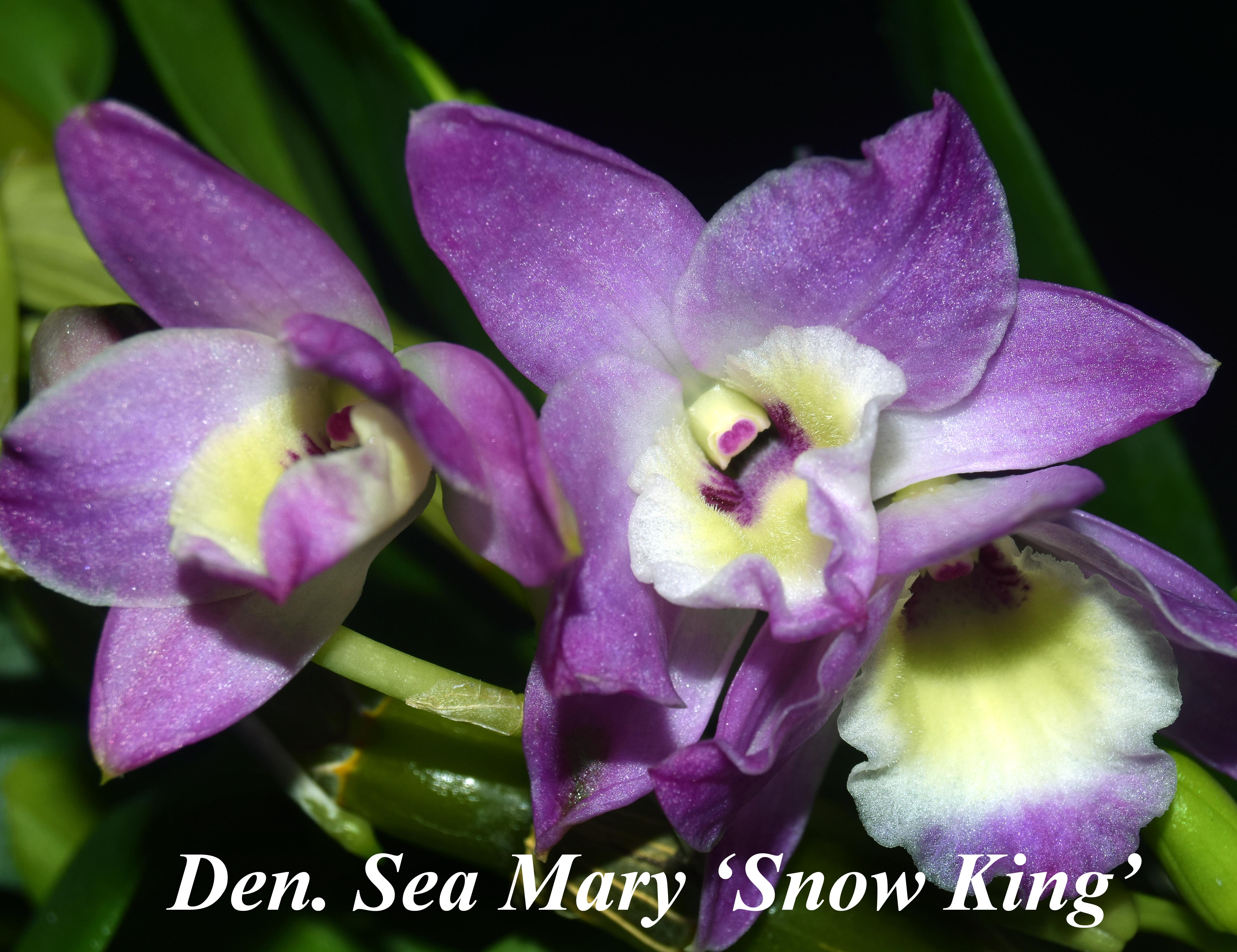 Den. Sea Mary - Lav type 2\" pot